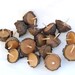 10 Acorn Cap Candles - Floating - Beeswax