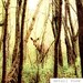 Through The Trees 8x12 - Deer Photo - Animal Photography - Deer Decor - Wildlife Photo - Woodland Animal Print - Nature Photograph