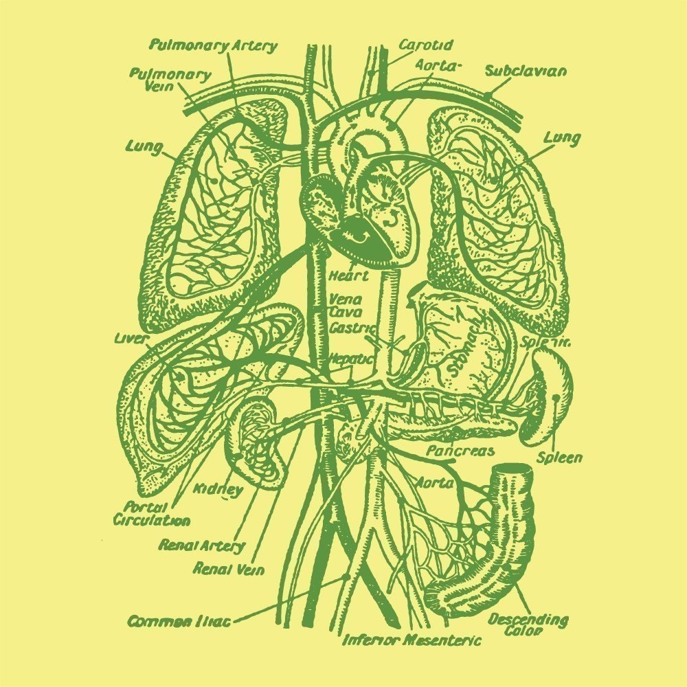 SALE Organs Tshirt Anatomy Science Graphic Tee WOMENS Shirt