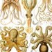 Cephalopod Tshirt Mollusk Sea Octopus MENS Shirt