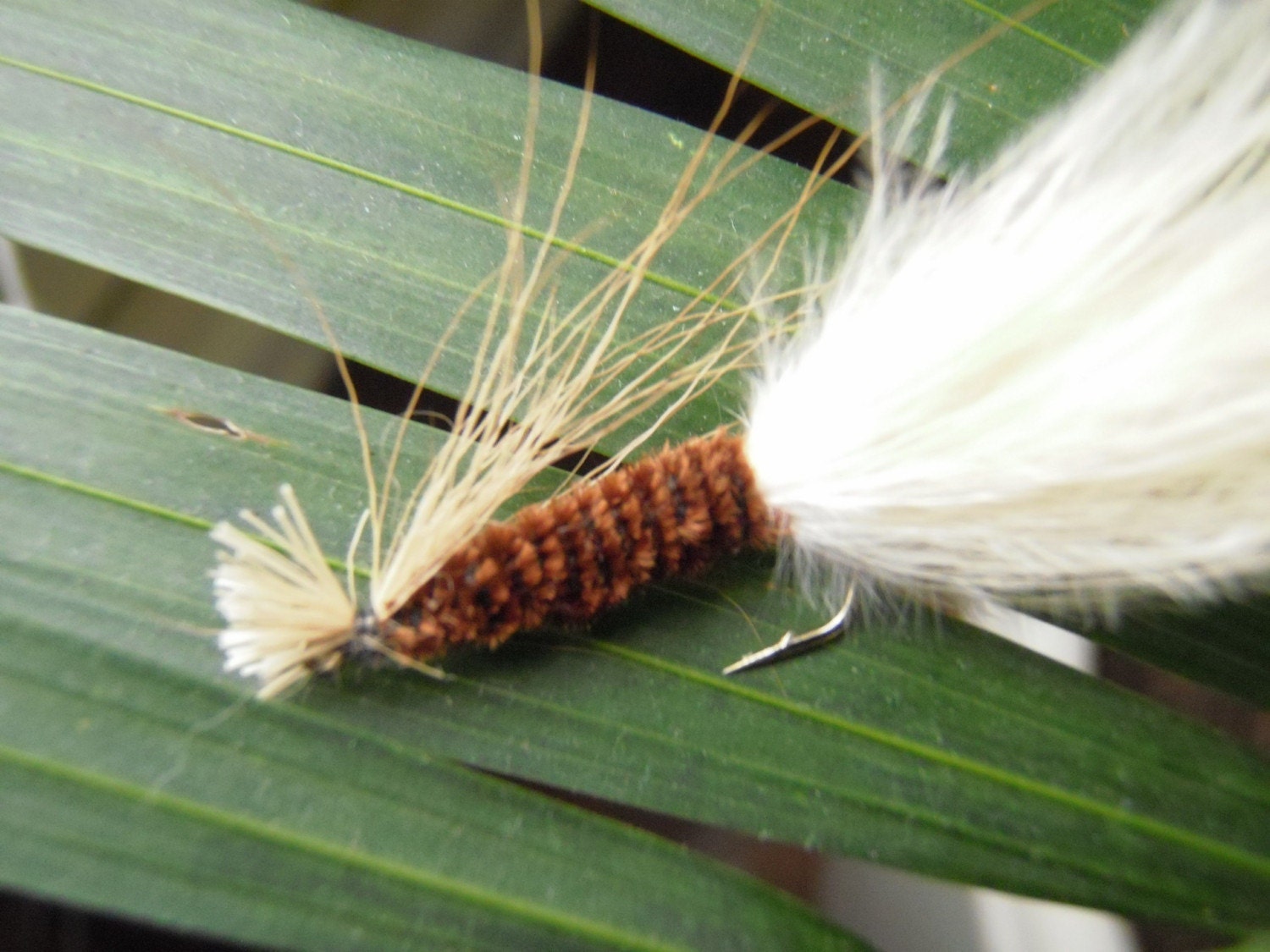 Bucktail Bugger