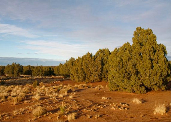 5 x 7 Photography Print: Desert Light