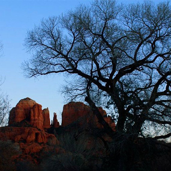 6 x 6 Photography Print: Silhouette Tree at Cathedral Rock, Sedona