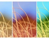 4 x 7.9 Photographic Print: Macro Grass Trio