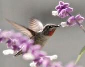 Hummingbird, 5 x 7 Photographic Print