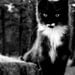 Cat photography kitten black and white  5 X 7 fine art photograph