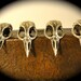Bird Skull Cabinet Hardware Skull Drawer Pulls Skull Cabinet Knobs cast metal. Antique silver plate. Made in NYC