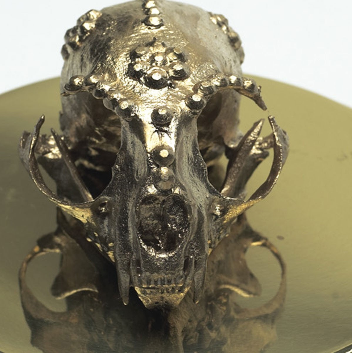 Gold Leaf Margay Wild Cat Skull