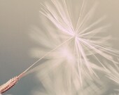 white dandelion seed 5x7 photo print - sparkles from the sun - 74LimeLane white dandelion seed 5x7 photo print - sparkles from the sun - 74LimeLane