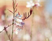 springtime delicate flower // 5x7  print
