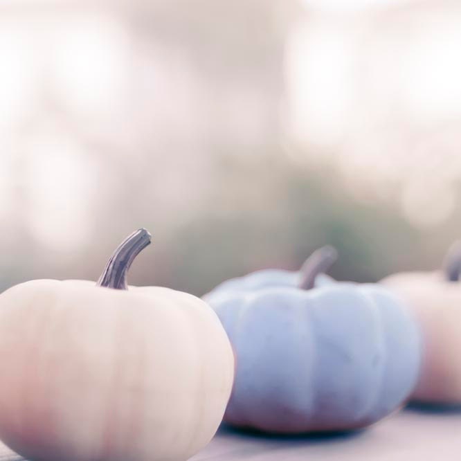 Pastel pumpkin photograph, pale pumpkins, Rustic,  white, pink, mauve 5x5