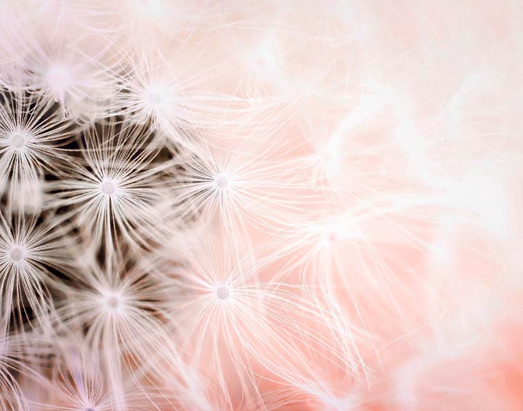 Pastel Wall Decor, Coral Pink dandelion photography, ombre, summer, Garden flowers, 11x14 print