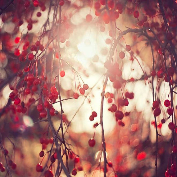 Nature photography, red vineyard berries, wall decor, 12x12 photo for ikea ribba, ruby red, sunny yellow