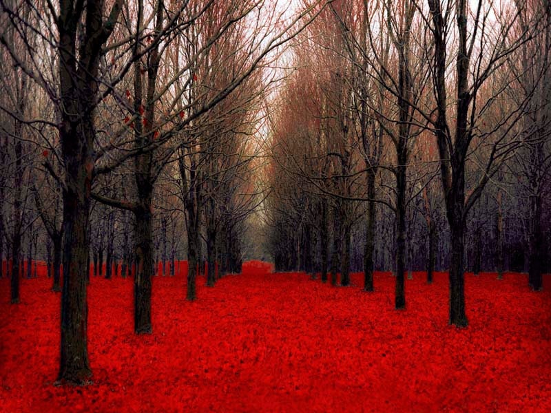 Large wall decor, 30x40 Red Forest Photography - bold red and black trees - rustic - cabin or lodge decor - Fiery Autumn