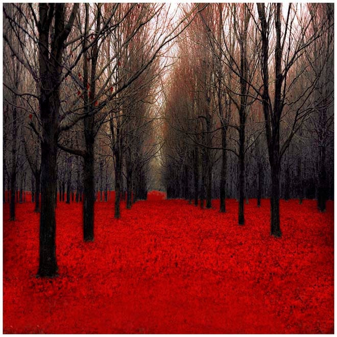 Fine Art Photography - cool gifts for dad - red and black forest in Autumn - dramatic 8x8 print by Raceytay