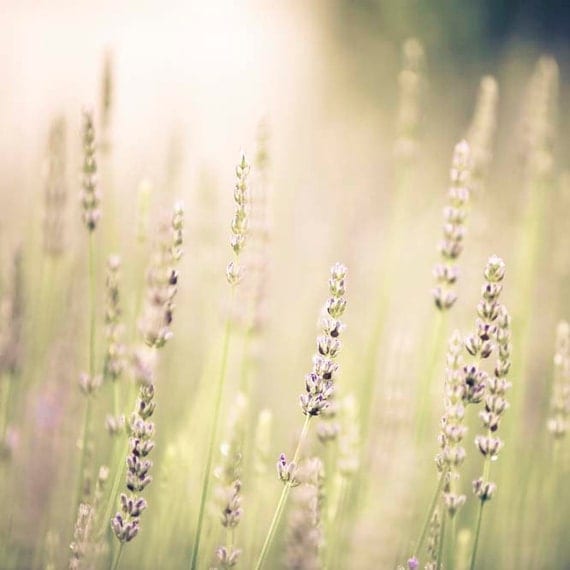 Lavender Field - lilac and cream - herb photography - french country decor, sage green, fog, mauve, purple