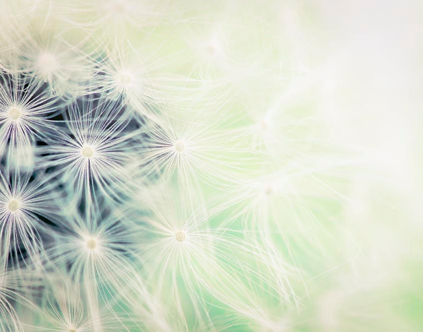 Mint dandelion photography, pastel and white fine art flower photography, Summer gift idea for Gardeners, 11x14