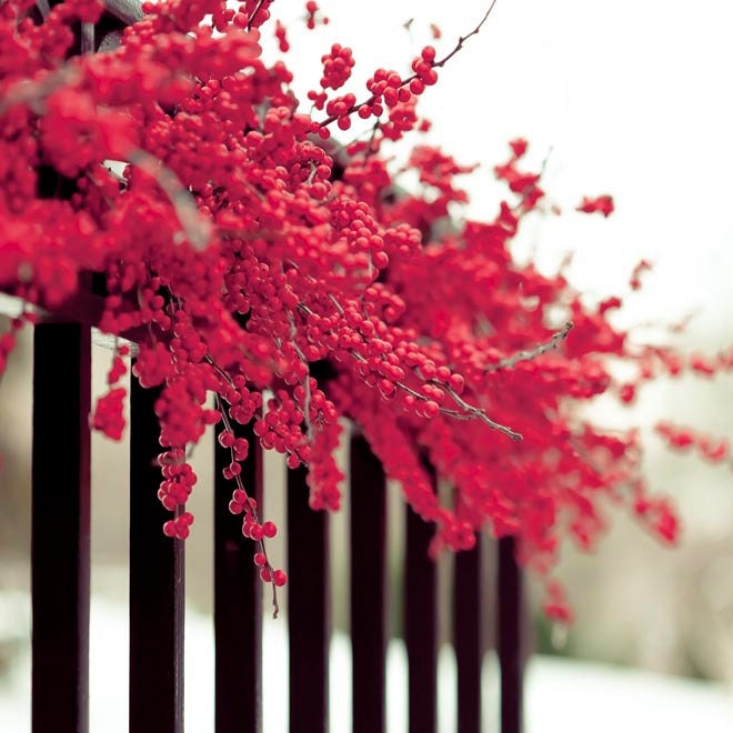 Winter photography, Wonderland, white, pink red berry wreath, black, snow, whimsical, romantic