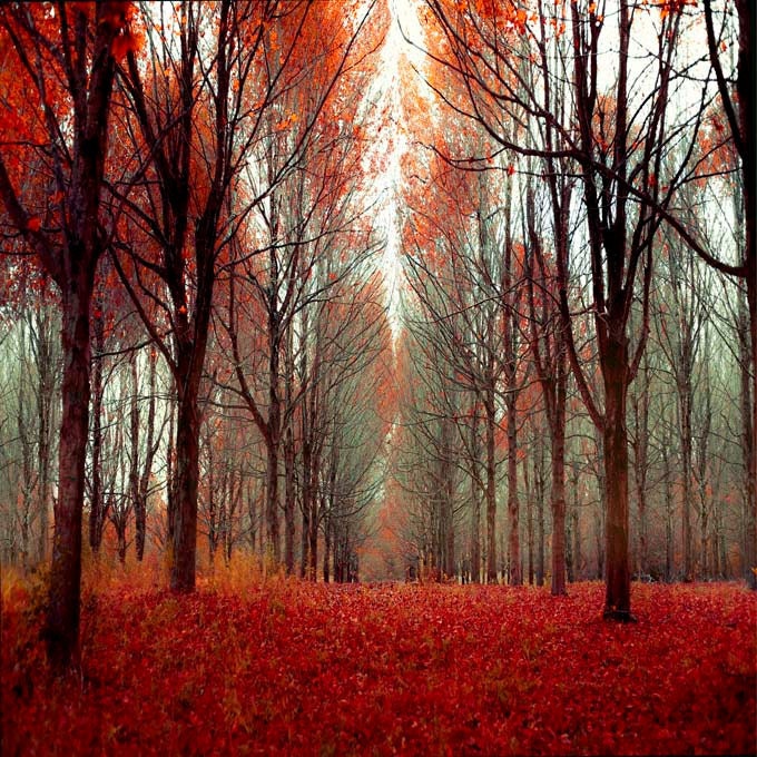 Forest photography, Enlargement, Maple forest, fairy tale, Man Cave, For a lodge or cabin, orange, brown, black