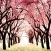Large pink decor for girls room, cherry blossoms, 30x40 Wonderland, Whimsical baby girl nursery theme