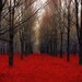 Fathers Day, gift set 2 5x7 photos - dark red nature photography - awesome wall decor for a man cave