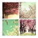 Pretty Photography gift set of 4 5x5 photos for Ribba by Ikea,  nursery decor, cherry blossoms, Pastel, pink