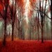 Forest Photography, rustic, dad, woodland, wall decor, Fathers Day, man cave, Orange, Here there Be Dragons