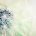 Mint dandelion photography, pastel and white fine art flower photography, Summer gift idea for Gardeners, 11x14