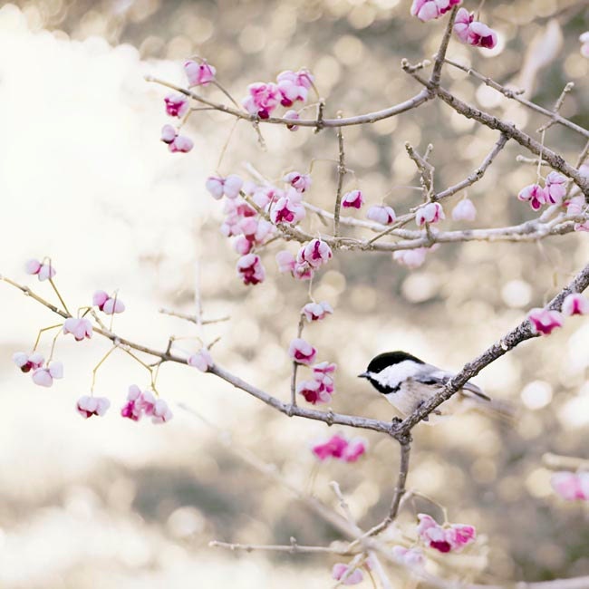 Chickadee photograph, pastel decor, white, gray, lilac, mauve, summer decorating idea, gift for her
