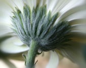 White Flower Photo - mum, summer, garden, simple, valentine flower photograph