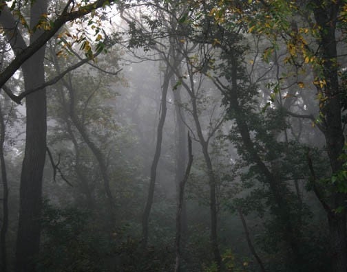 Foggy Landscape Photograph trees morning grey gray dark leaves woods forest woodland 8x10 - FirstLightPhoto