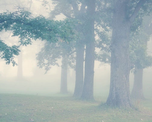 Foggy Tree Photo - early morning, green, summer, warm, dreamy - Through the Mist - FirstLightPhoto