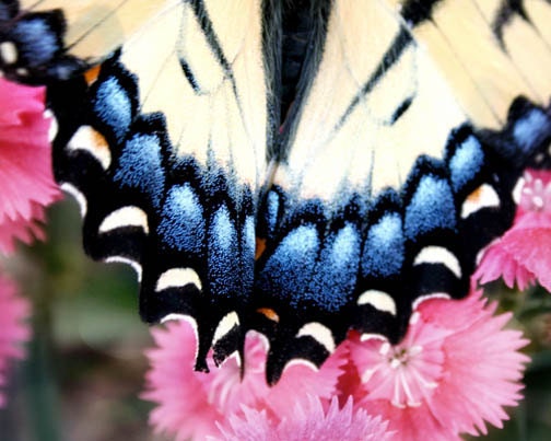 Butterfly Tail