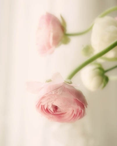 Pale Pink Flower Photograph white vintage pastel love flower nursery decor 8x10