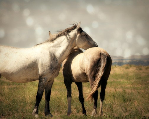 Horse Photograph mustangs animal wild prairie western free