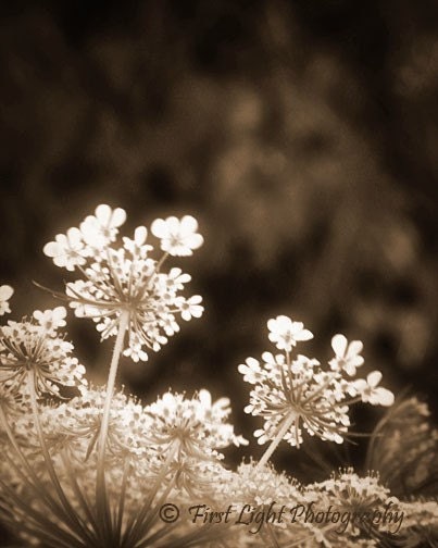 Summer Lace - wild, flower, white, country, delicate, sepia