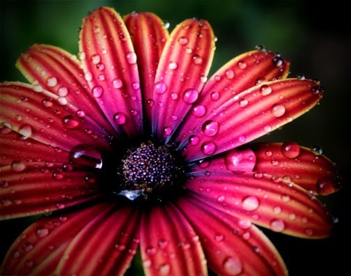Bright Pink Flower Photograph rain drops macro stunning 8x10