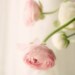 Pale Pink Flower Photograph white vintage pastel love flower nursery decor 8x10