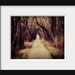 Dark Woods Photo - trees, path, forest, edgar allen poe, alice in wonderland, red riding hood