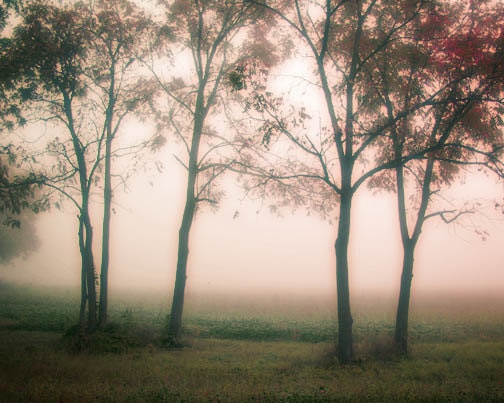 Foggy Morning Tree Photo peaceful mist quiet still alone pink green silhouette