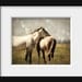 Horse Photograph mustangs animal wild prairie western free