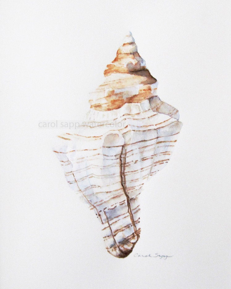 seashell watercolors