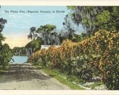 Vintage Florida Postcard - Flame Vine