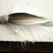 SPRING THAW Boutonniere
