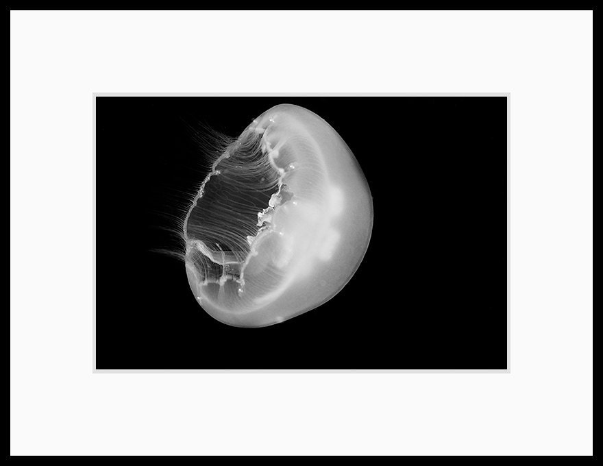 Moon Jellyfish Nautical Decor Black and White Home Decor Underwater Photography 8x12 Photograph