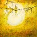 Harvest Moon
