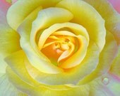 Yellow Rose - 5 x 5 photographic print