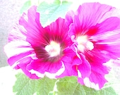 Sun-drenched Hollyhocks - 5 x 5 photographic print
