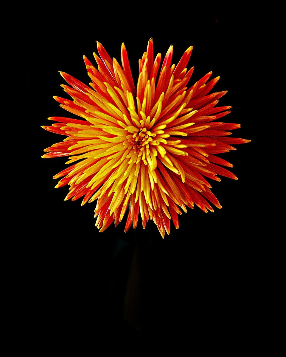 Red Orange Yellow Firework Chrysanthemum 5x7 Fine Art Photograph