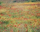 Red Yellow Flower Photography - Israel Travel Photography - Spring Wildflowers - 5x7 Fine Art Photograph